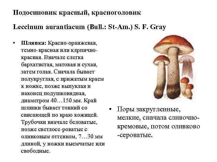 Подосиновик красный, красноголовик Leccinum aurantiacum (Bull. : St-Am. ) S. F. Gray  •