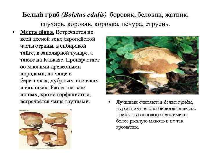   Белый гриб (Boletus edulis) боровик, беловик, жатник,   глухарь, коровяк, коровка,