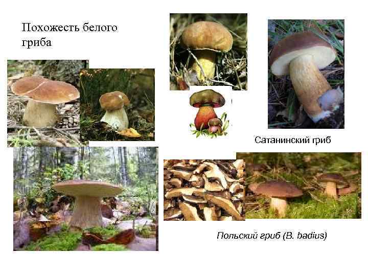 Похожесть белого гриба      Сатанинский гриб    Польский
