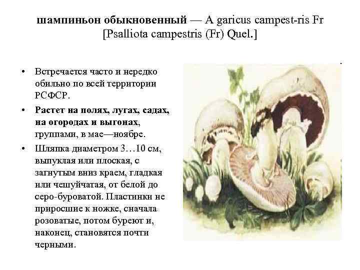   шампиньон обыкновенный — A garicus campest ris Fr   [Psalliota campestris