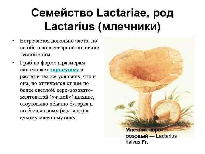   Семейство Lactariae, род   Lactarius (млечники) • Встречается довольно часто, но