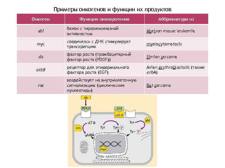    Примеры онкогенов и функции их продуктов Онкоген  Функция онкопротеина 