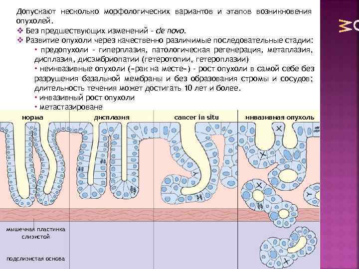   Допускают несколько морфологических вариантов и этапов возникновения  опухолей. v Без предшествующих