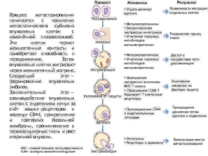      Процесс   Механизм    Результат 