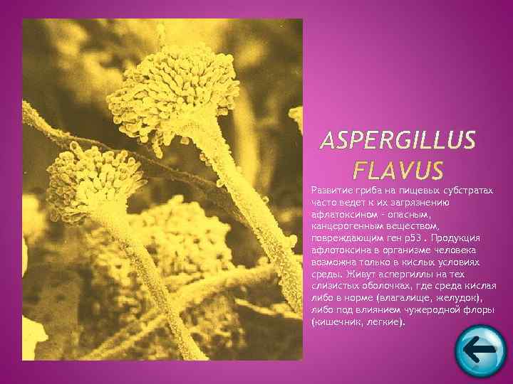Развитие гриба на пищевых субстратах часто ведет к их загрязнению афлатоксином – опасным, канцерогенным