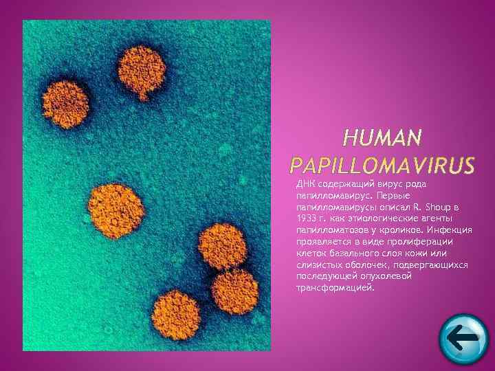ДНК содержащий вирус рода папилломавирус. Первые папилломавирусы описал R. Shoup в 1933 г. как