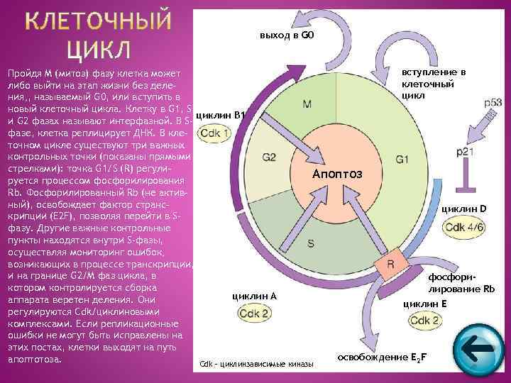      выход в G 0  Пройдя M (митоз) фазу
