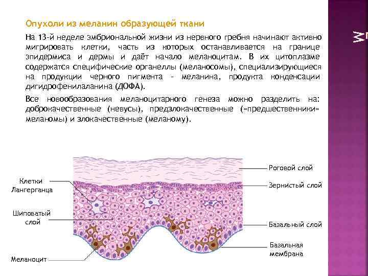   Опухоли из меланин образующей ткани  На 13 -й неделе эмбриональной жизни