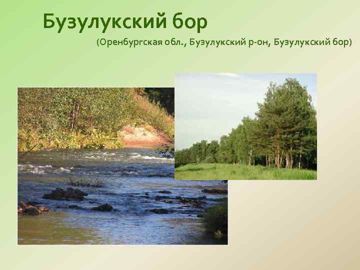 Бузулукский бор (Оренбургская обл. , Бузулукский р-он, Бузулукский бор) 