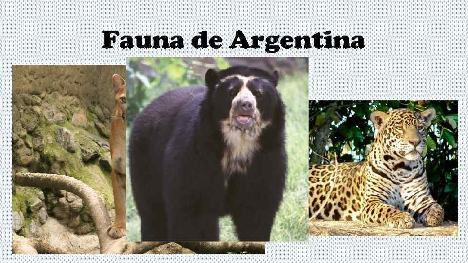 Fauna de Argentina 