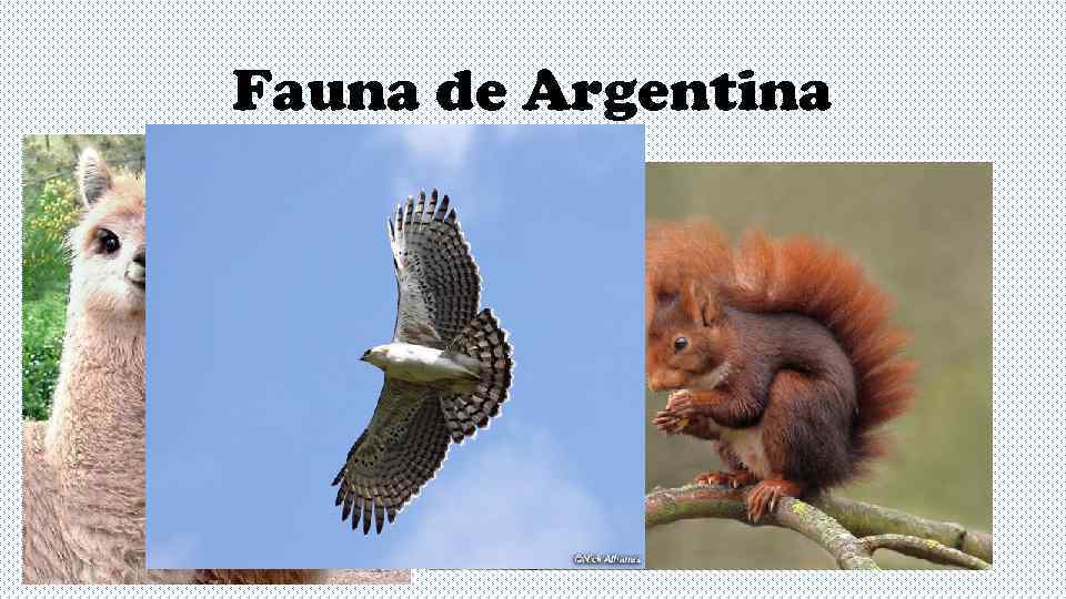 Fauna de Argentina 