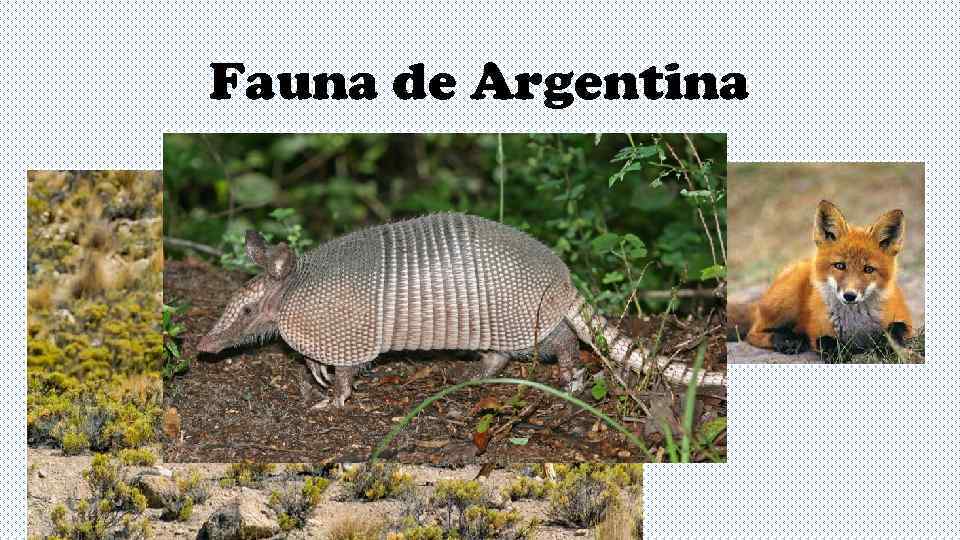 Fauna de Argentina 