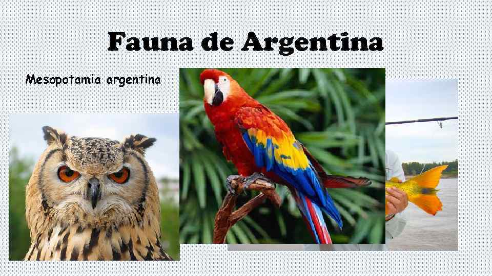   Fauna de Argentina Mesopotamia argentina 