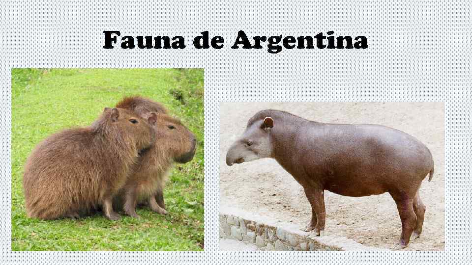 Fauna de Argentina 