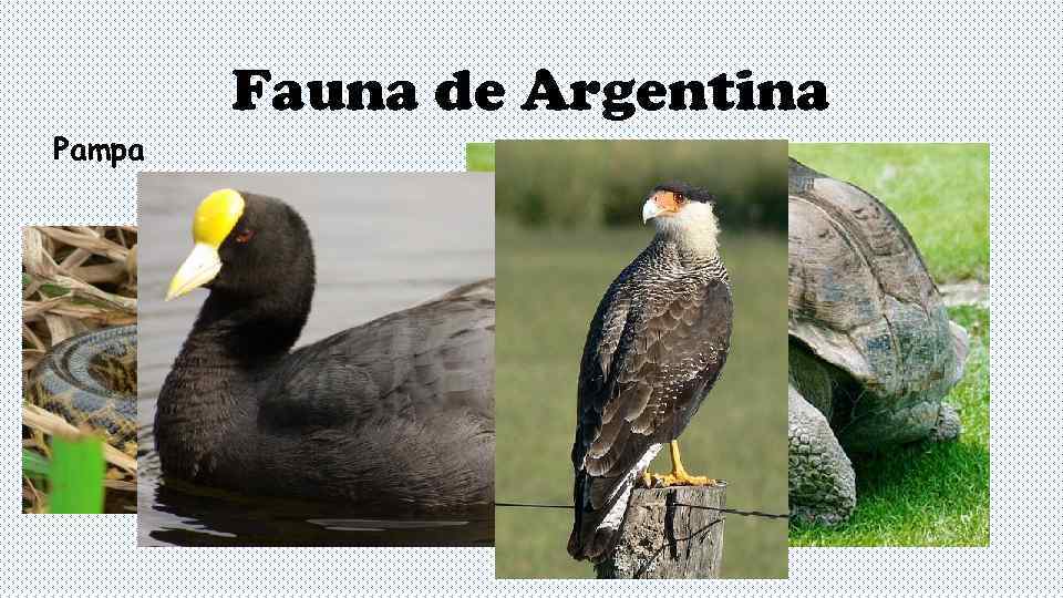   Fauna de Argentina Pampa 