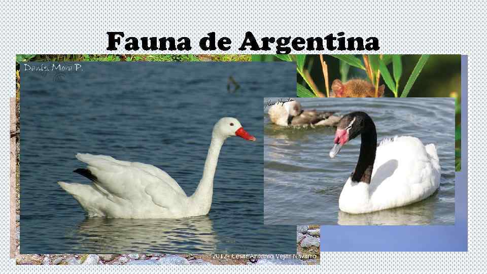    Fauna de Argentina Andes Patagónicos 