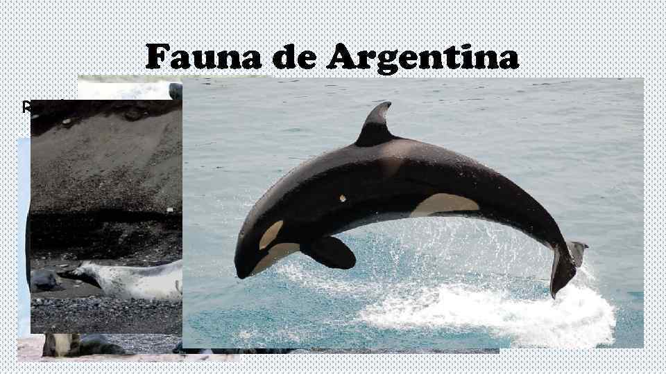    Fauna de Argentina Región Antártica 