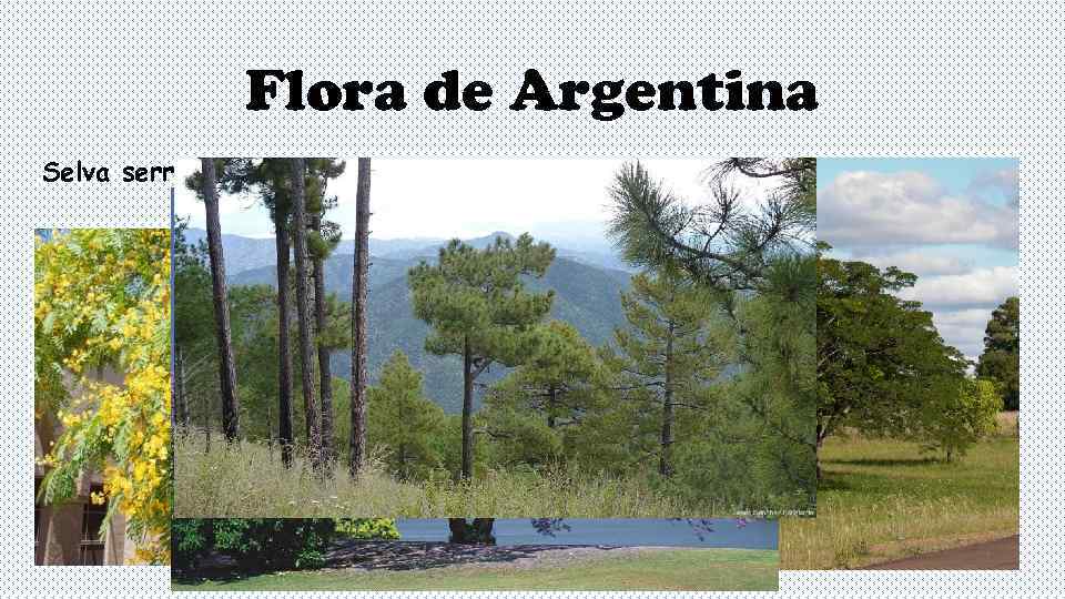     Flora de Argentina Selva serrana tropical 