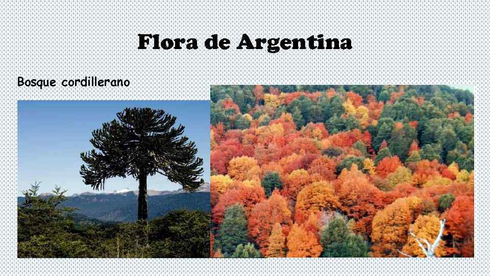     Flora de Argentina Bosque cordillerano 