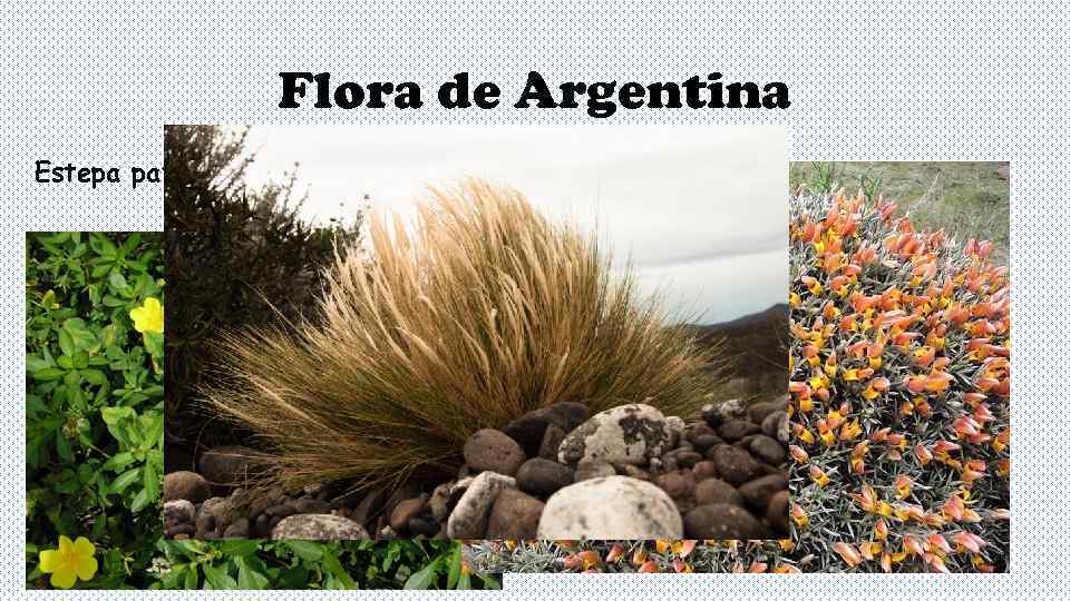     Flora de Argentina Estepa patagónica 