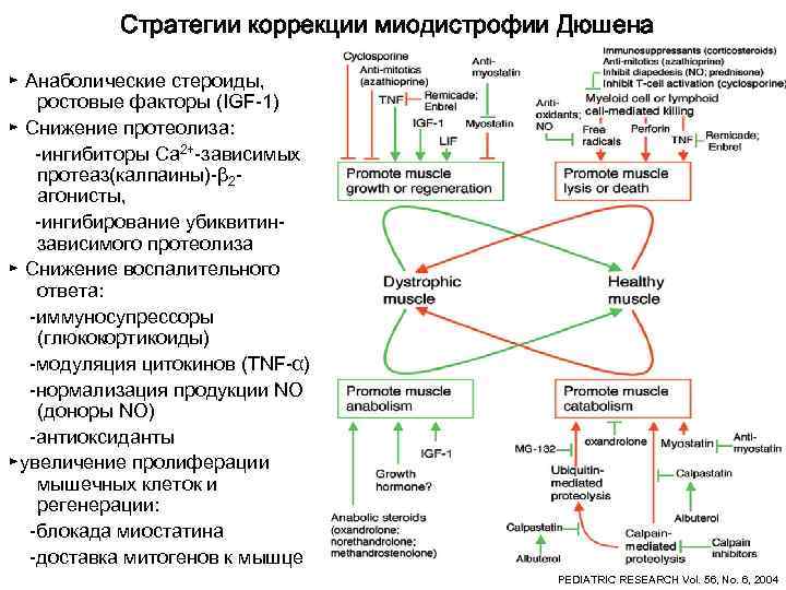   Стратегии коррекции миодистрофии Дюшена ► Анаболические стероиды, ростовые факторы (IGF-1) ► Снижение