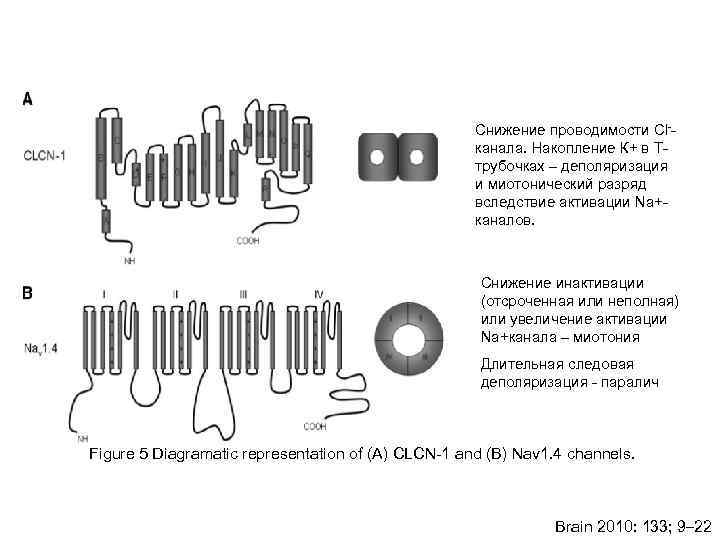     Снижение проводимости Сl--     канала. Накопление