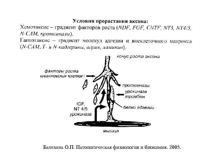 Балезина О. П. Патологическая физиология и биохимия. 2005. 