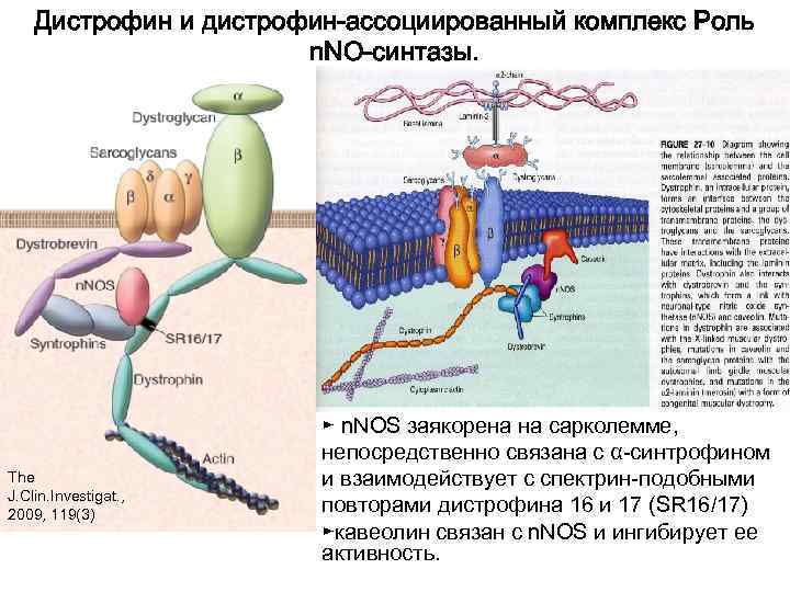   Дистрофин и дистрофин-ассоциированный комплекс Роль    n. NO-синтазы.  