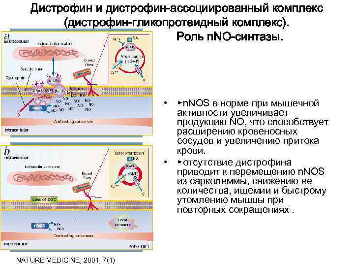   Дистрофин и дистрофин-ассоциированный комплекс   (дистрофин-гликопротеидный комплекс).    