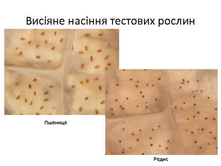 Висіяне насіння тестових рослин  Пшениця      Редис 