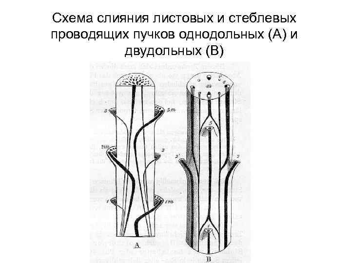 Схема слияния листовых и стеблевых проводящих пучков однодольных (А) и  двудольных (В) 