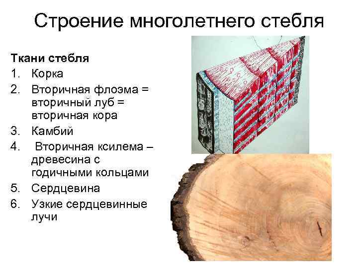 Какие функции в стебле выполняет древесина. Строение вторичной коры стебля. Морфология и анатомия стебля. Сердцевина многолетнего стебля. Характер корки стебля.