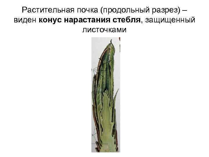  Растительная почка (продольный разрез) – виден конус нарастания стебля, защищенный   листочками
