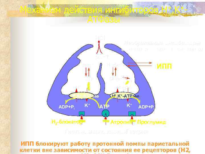 Механизм действия ингибиторов H+, K+-    ATФaзы     