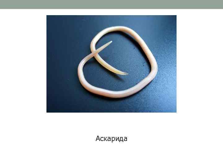 Аскарида 