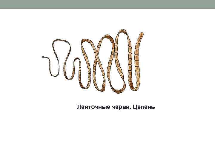 Ленточные черви. Цепень 