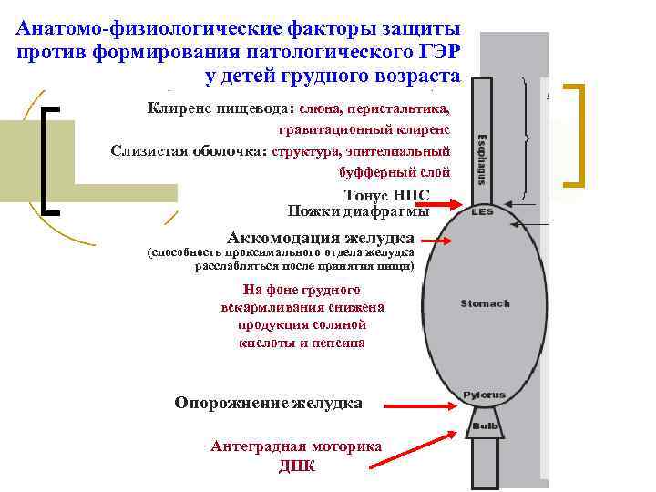 Анатомо-физиологические факторы защиты против формирования патологического ГЭР у детей грудного возраста Анатомо-физиологические факторы защиты против формирования патологического ГЭР у детей грудного возраста