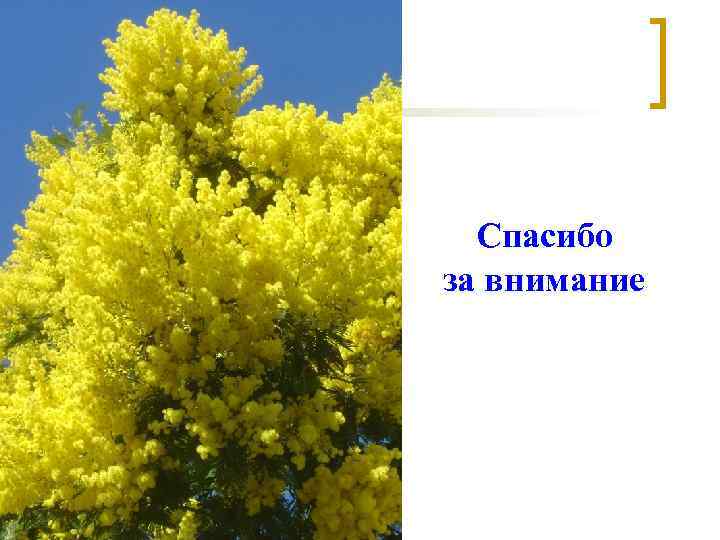 Спасибо за внимание Спасибо за внимание