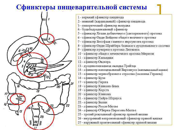 Сфинктеры пищеварительной системы 1 - верхний сфинктер пищевода Сфинктеры пищеварительной системы 1 - верхний сфинктер пищевода