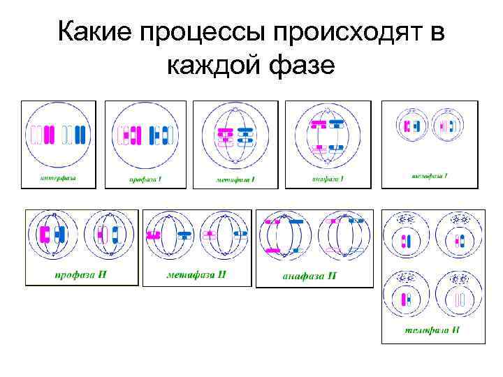 Какие процессы происходят в   каждой фазе 