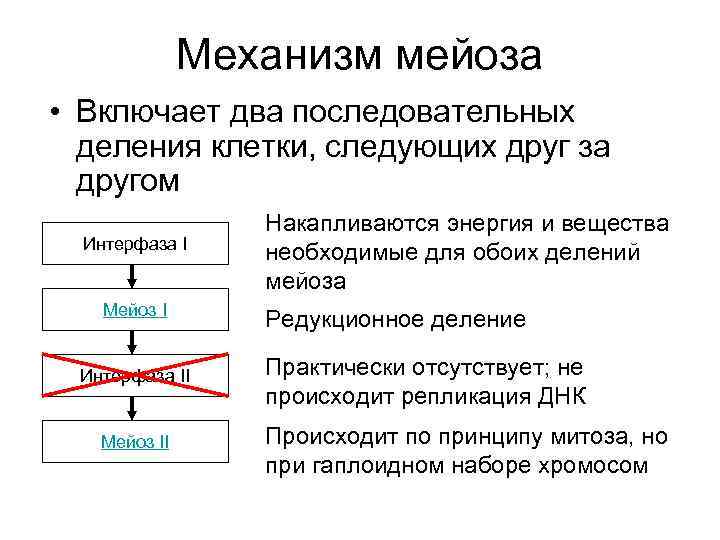    Механизм мейоза • Включает два последовательных  деления клетки, следующих друг