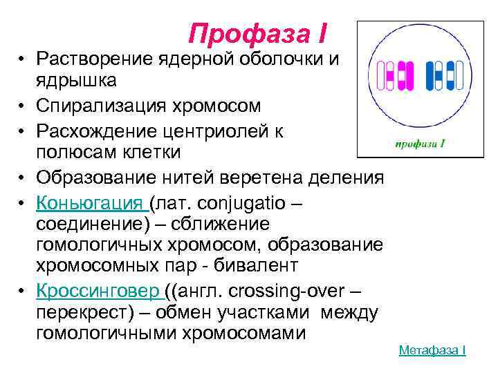    Профаза I • Растворение ядерной оболочки и  ядрышка • Спирализация