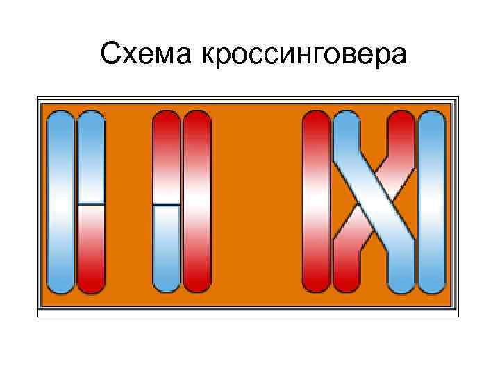 Схема кроссинговера 