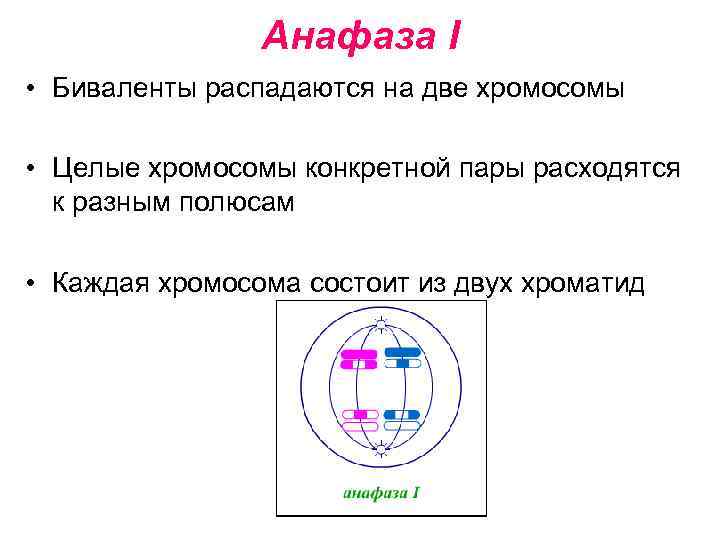     Анафаза I • Биваленты распадаются на две хромосомы  •