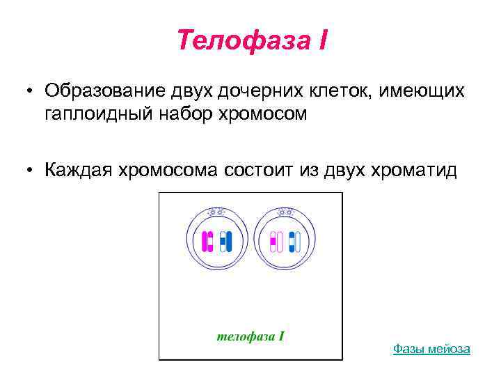    Телофаза I • Образование двух дочерних клеток, имеющих  гаплоидный набор