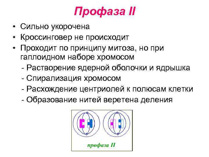    Профаза II • Сильно укорочена • Кроссинговер не происходит • Проходит