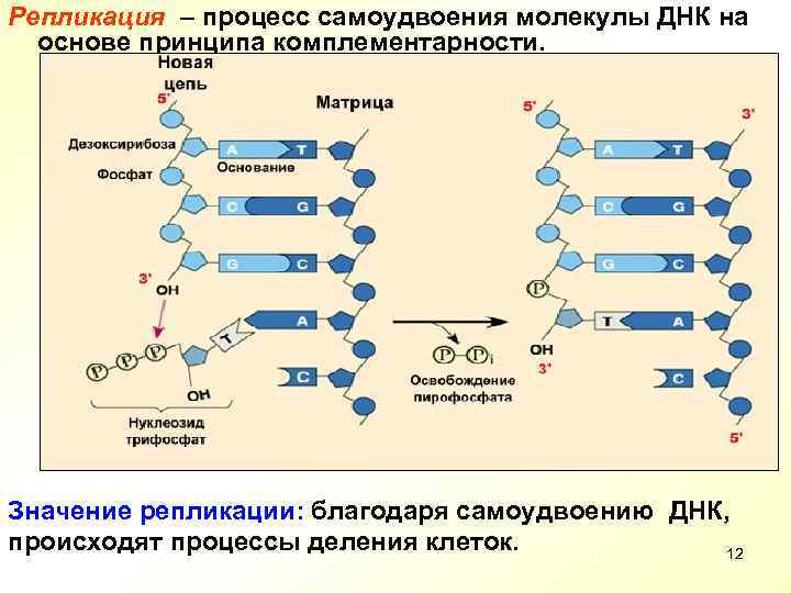 Репликация – процесс самоудвоения молекулы ДНК на  основе принципа комплементарности. Значение репликации: благодаря