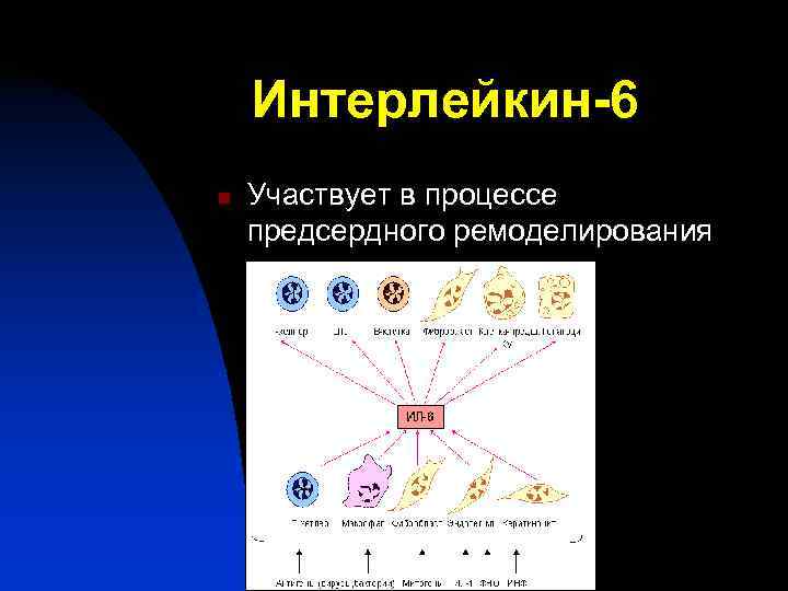  Интерлейкин-6 n  Участвует в процессе предсердного ремоделирования 