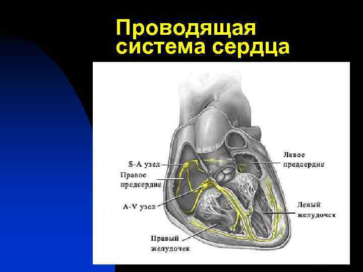 Проводящая система сердца 
