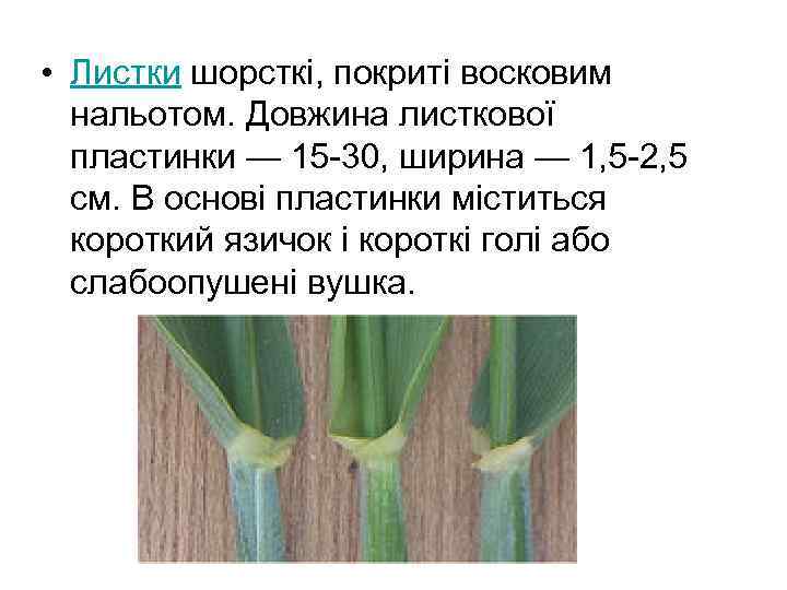  • Листки шорсткі, покриті восковим  нальотом. Довжина листкової  пластинки — 15